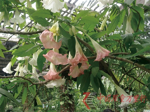 中藥的標(biāo)準(zhǔn)化“短板”