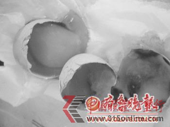 吳女士剛買回家的雞蛋里有2個已經(jīng)壞了。 記者 鞠平 攝 吳女士剛買回家的雞蛋里有2個已經(jīng)壞了。 記者 鞠平 攝