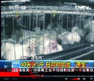 □24小時采食不止,雞棚嚴重超載,導致“速生雞”處于亞健康狀態(tài)。 央視截圖