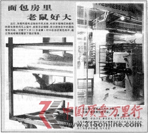 ■1999年9月24日,重慶晚報(bào)第3版關(guān)于家樂福面包房耗子猖獗,面包被污染的報(bào)道《面包房里老鼠好大》。(資料圖)重慶晚報(bào)記者 陸綱 攝
